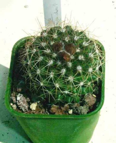 Copiapoa_hypogaea_1